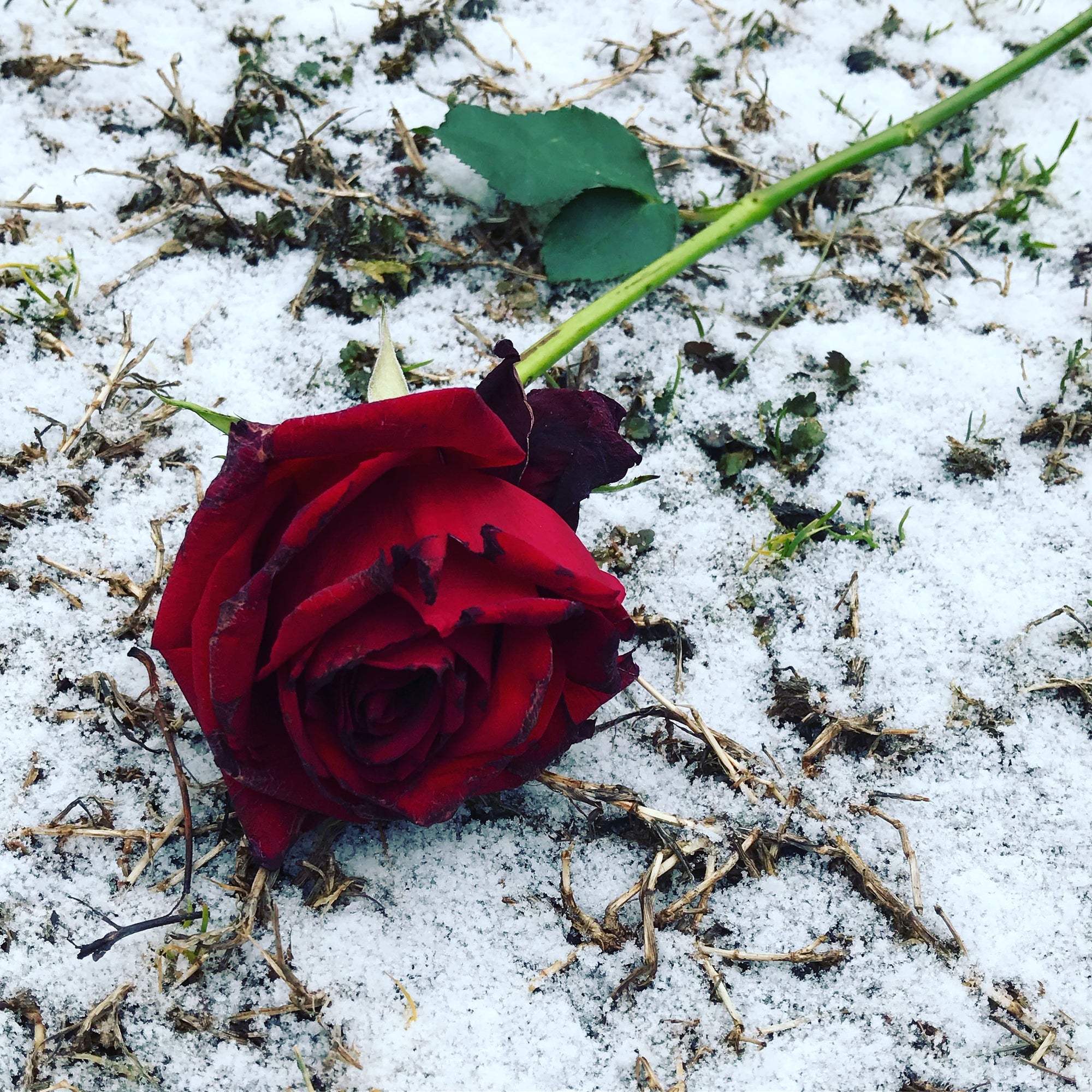 Red rose lying in the snow