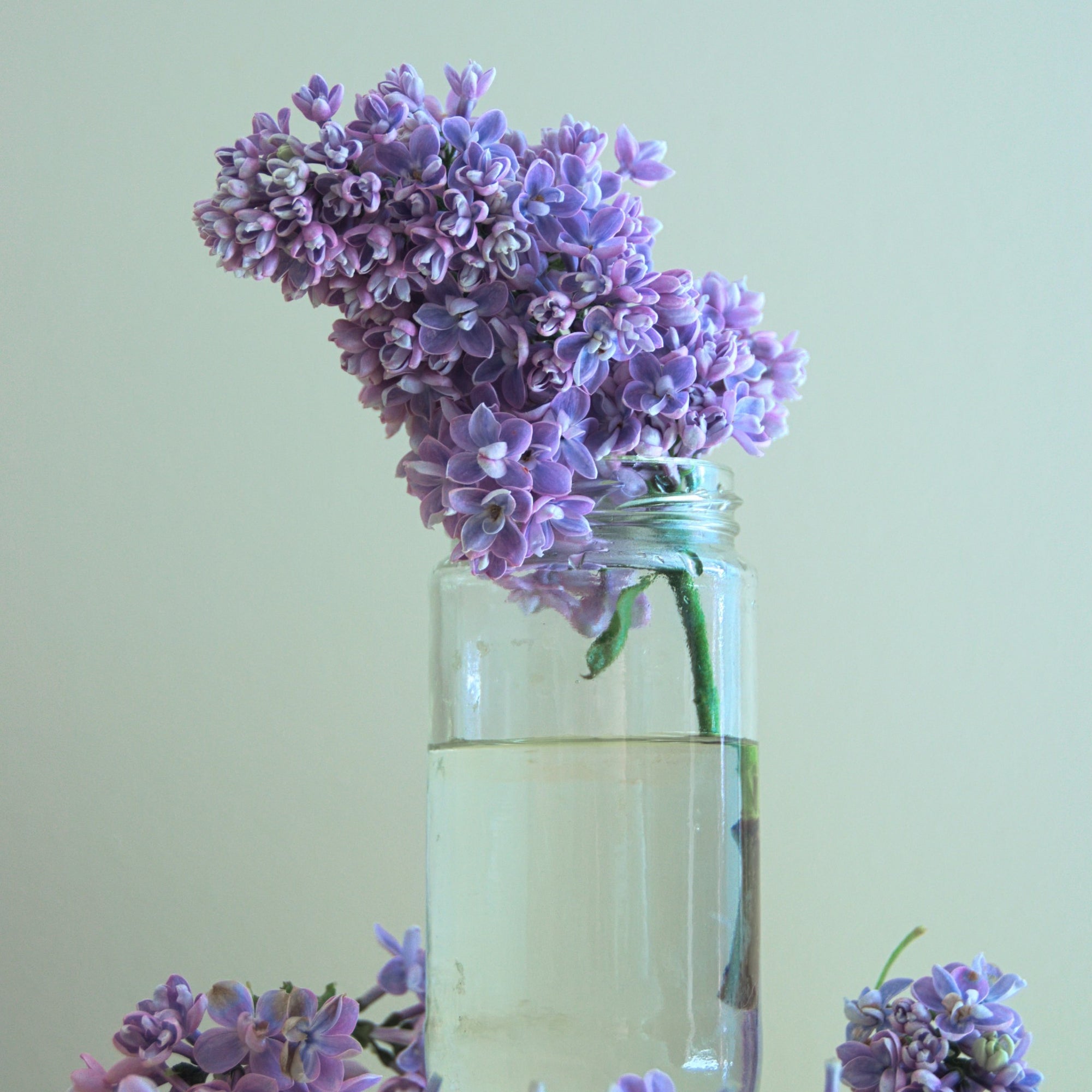 Lilac Handmade Soap | Gilded Olive Apothecary