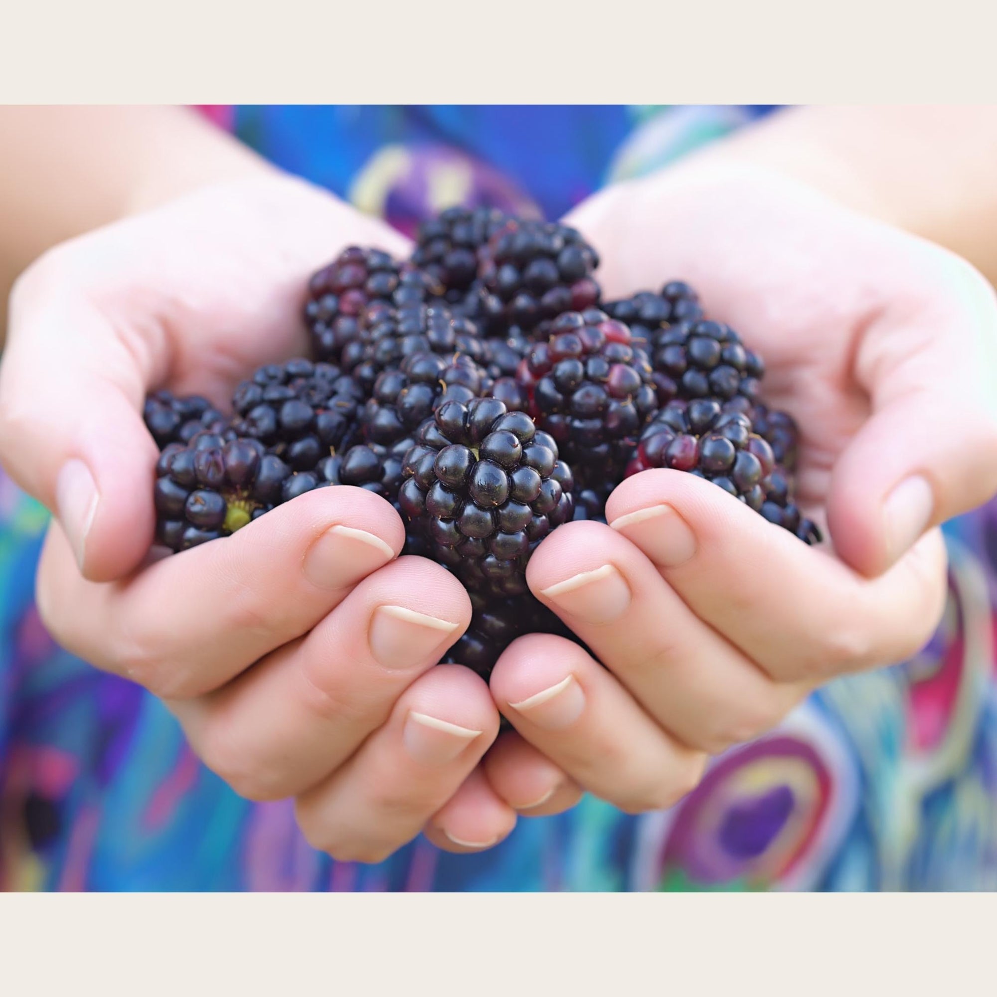 Black Raspberries