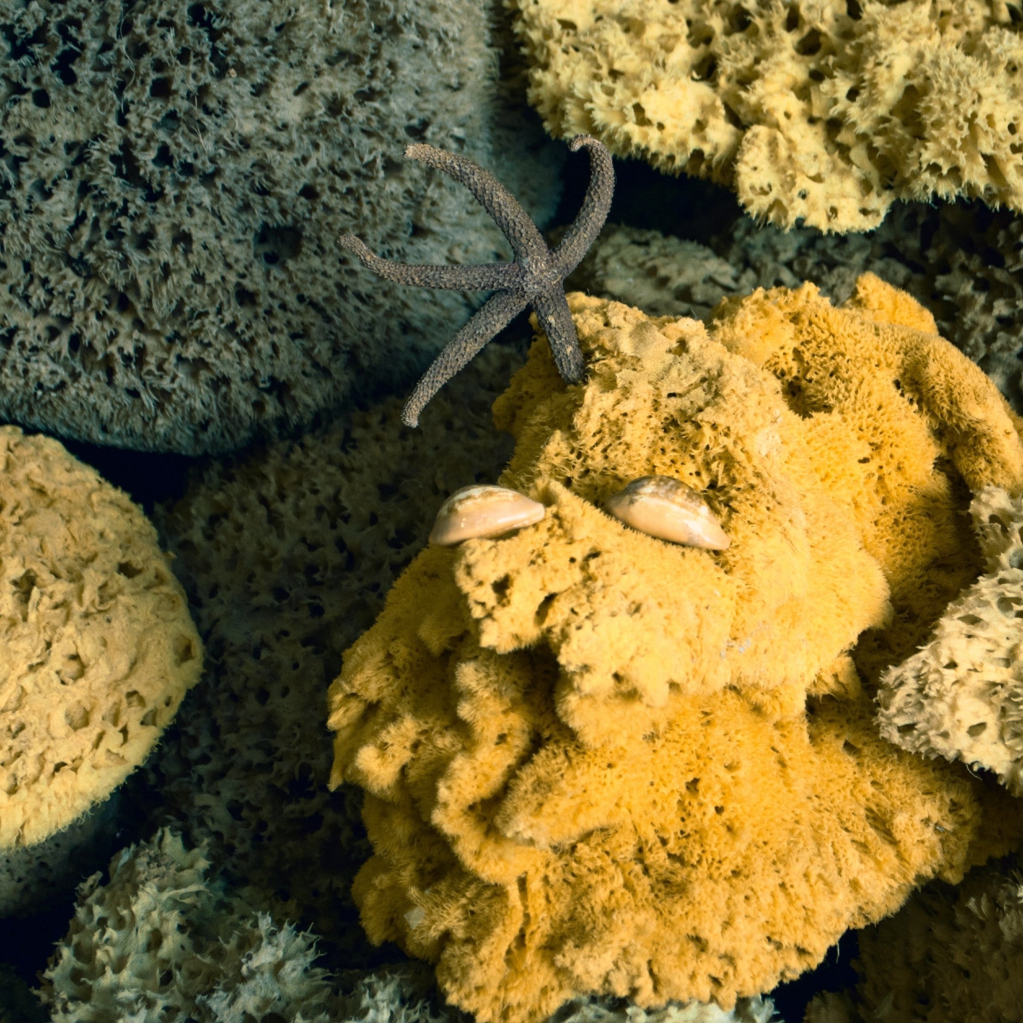 Silky Facial Sea Sponge - Gilded Olive Apothecary